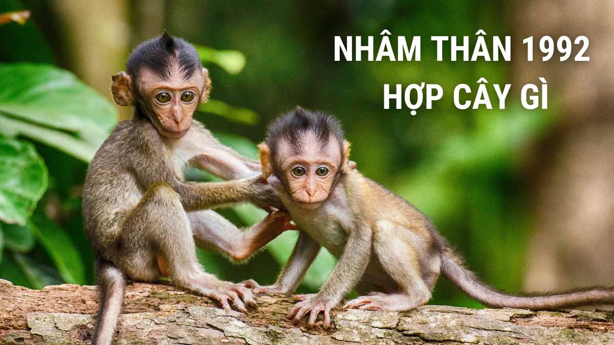 1992 hợp cây gì? 15+ cây phong thủy nam, nữ Nhâm Thân