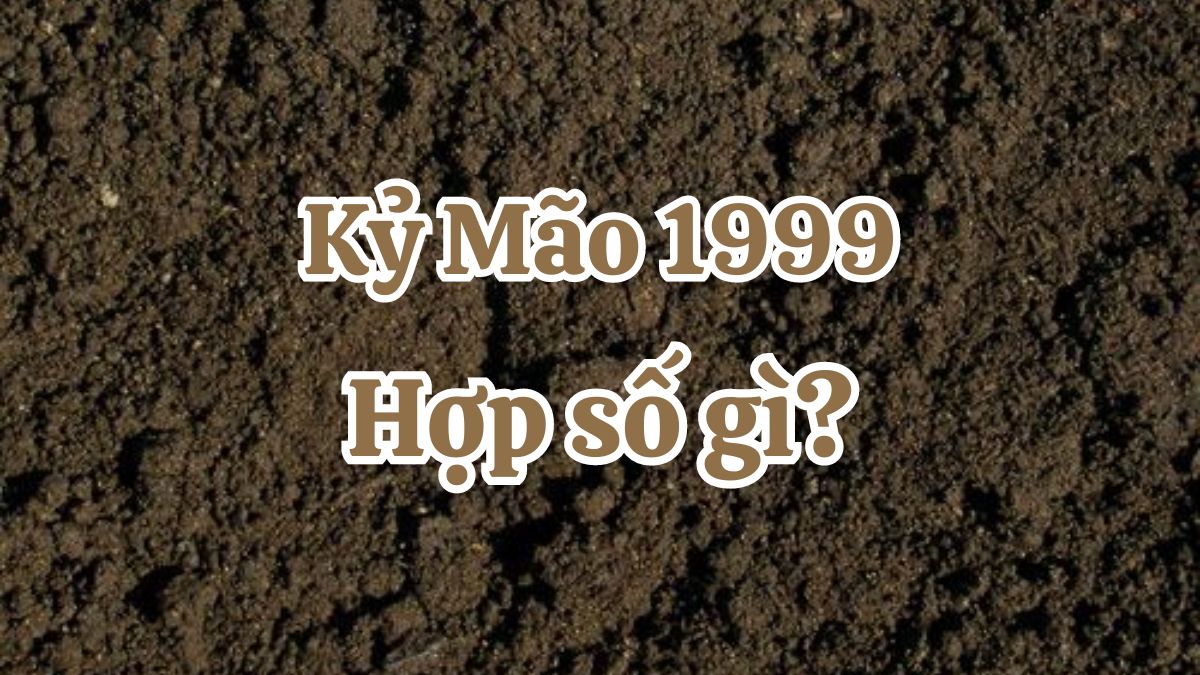 1999 hợp số nào? Số may mắn cho tuổi Kỷ Mão