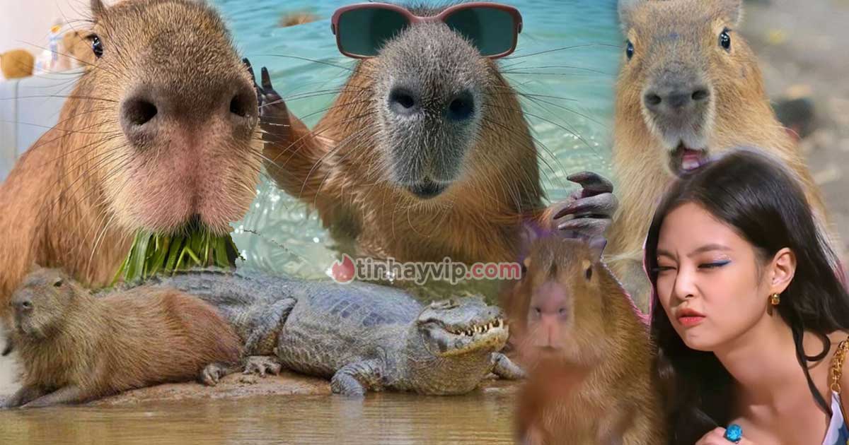 99+ hình nền Capybara cute, hài hước cho fan bộ trưởng bộ ngoại giao