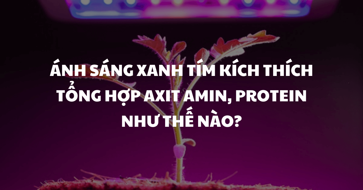 Ánh sáng xanh tím kích thích tổng hợp axit amin, protein như thế nào?