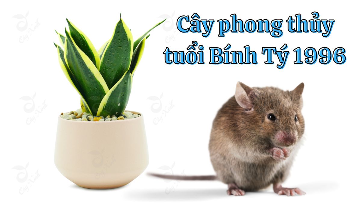 Bính Tý 1996 hợp cây gì? Trồng cây phong thủy hợp 1996