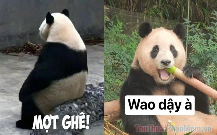 Bộ sưu tập Meme Trung Quốc độc đáo và hài hước