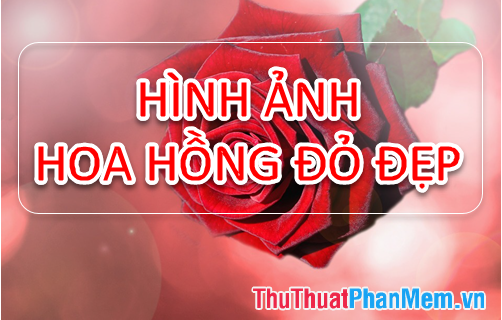 Bộ sưu tập hình ảnh hoa Hồng đỏ – Khám phá vẻ đẹp tuyệt vời của hoa Hồng đỏ