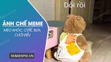 Bức ảnh chế meme mèo khóc, cute, bựa, cười đểu