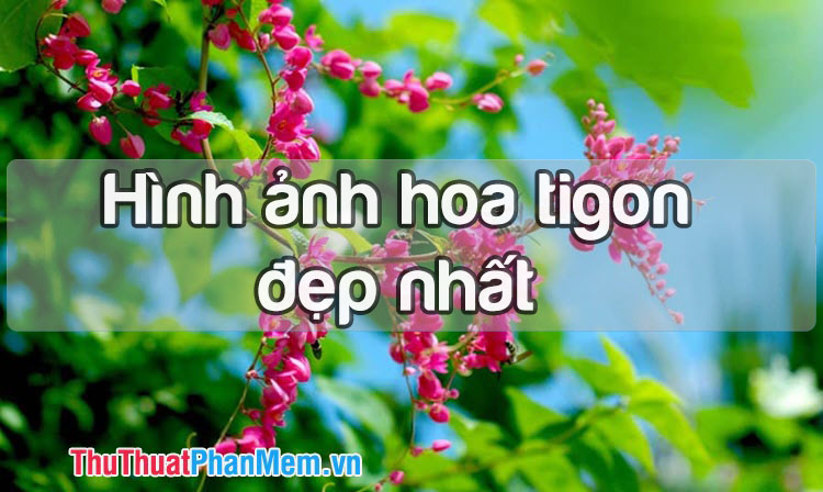 Các hình ảnh hoa tigon tuyệt đẹp