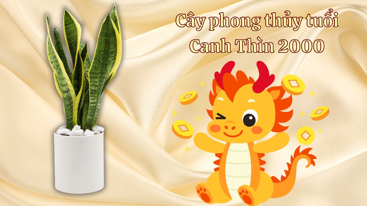 Canh Thìn 2000 hợp cây gì? Cây phong thủy tuổi Canh Thìn