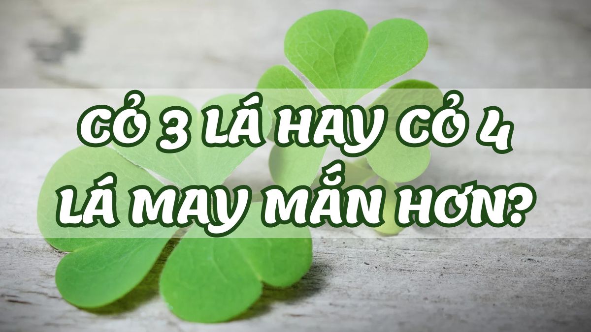 Cỏ 3 lá hay 4 lá may mắn hơn? Ý nghĩa cỏ 3 & 4 lá là gì?