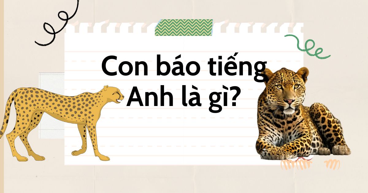 Con báo tiếng Anh là gì? Từ vựng về con báo trong tiếng Anh