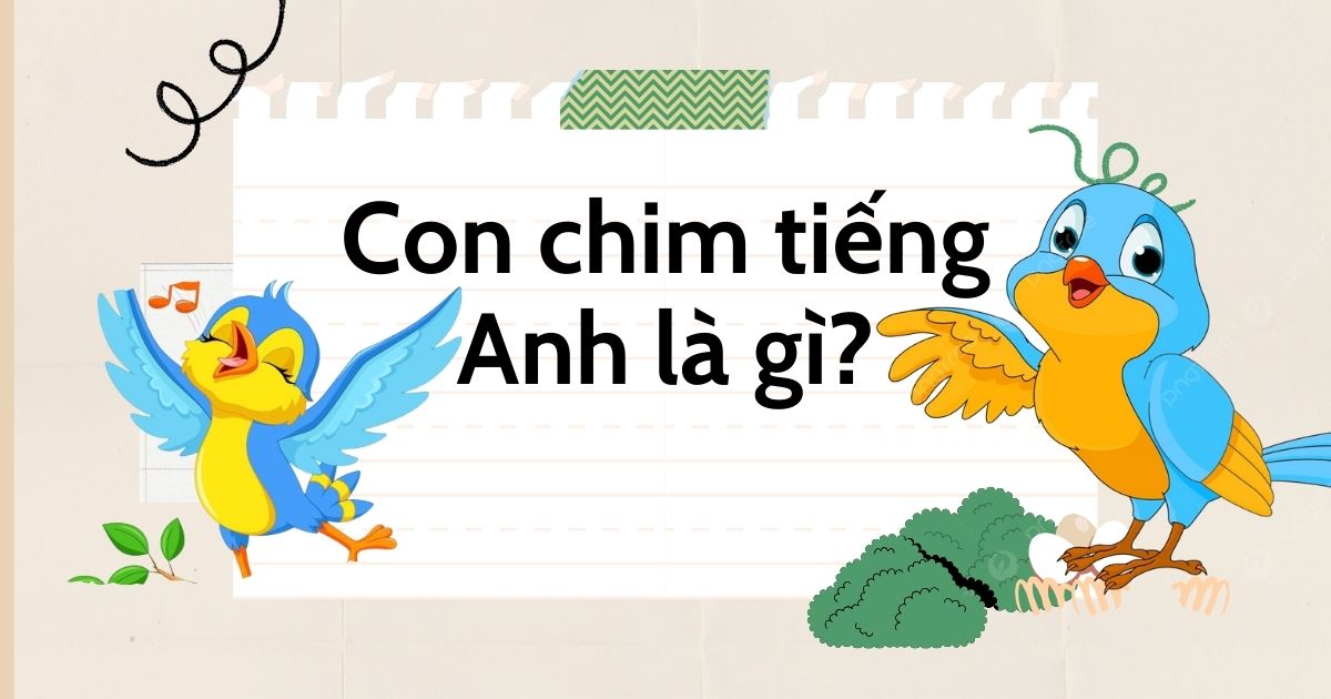 Con chim tiếng Anh là gì? Tổng hợp bộ từ vựng con chim trong tiếng Anh