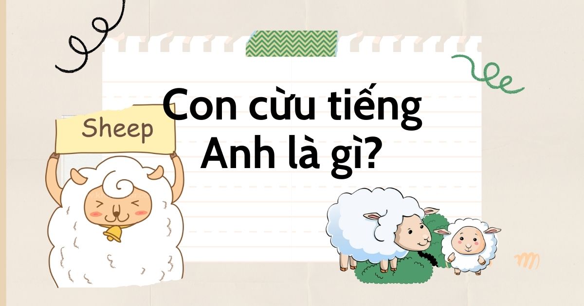 Con cừu tiếng Anh là gì? Cách sử dụng từ vựng về con cừu trong tiếng Anh