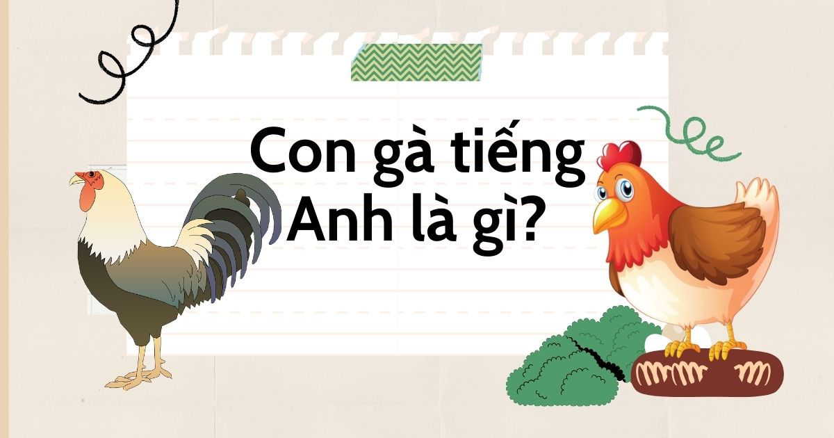 Con gà tiếng Anh là gì? Một số từ vựng và thành ngữ về con gà trong tiếng Anh