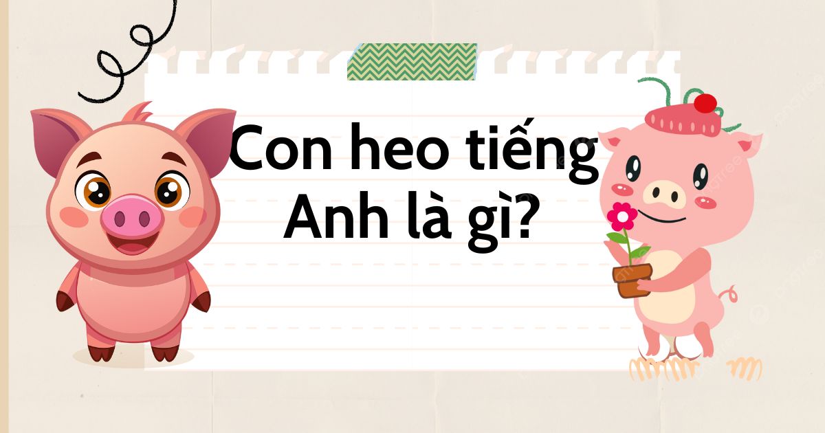 Con heo tiếng Anh là gì? Sự khác biệt giữa “pig” “hog” và “boar”