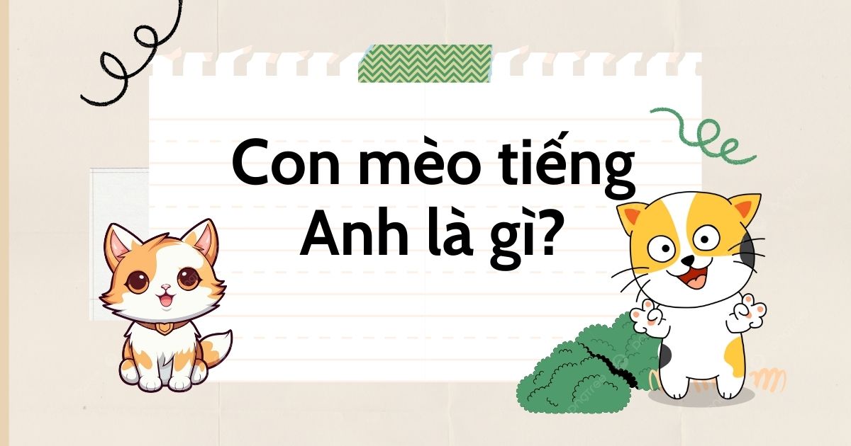 Con mèo tiếng Anh là gì? Cách sử dụng từ vựng về con mèo trong tiếng Anh