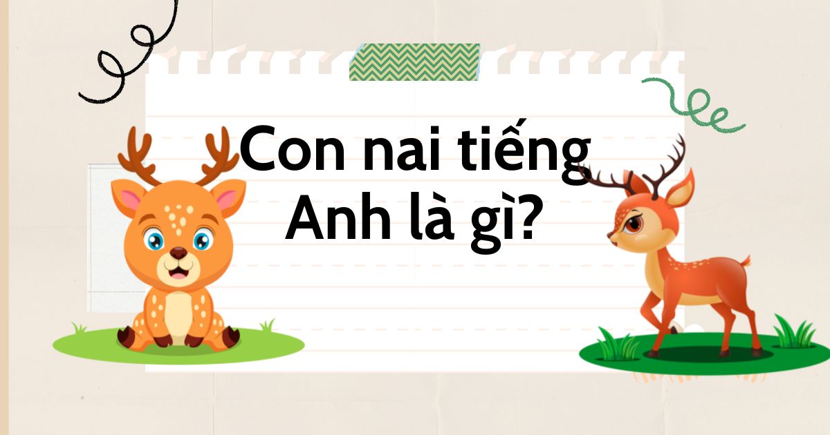 Con nai tiếng Anh là gì? Thành ngữ hay về con nai trong tiếng Anh