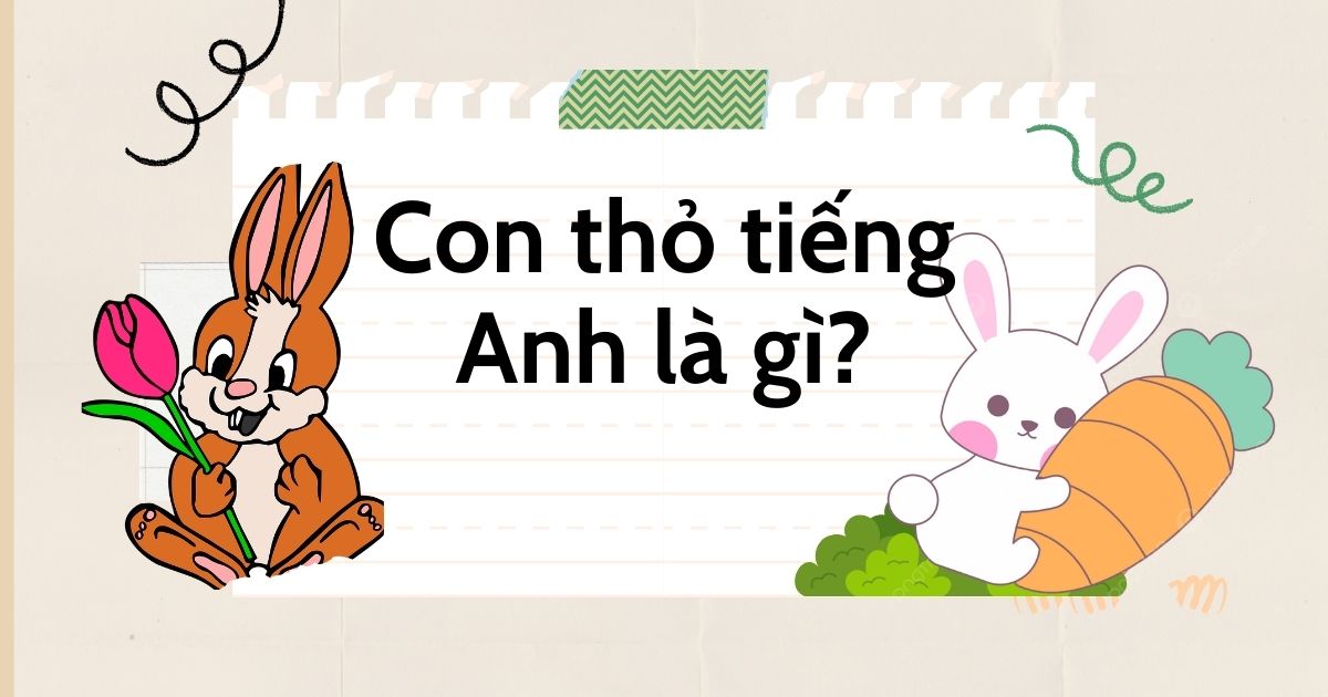 Con thỏ tiếng Anh là gì? Cách sử dụng từ vựng về con thỏ trong tiếng Anh