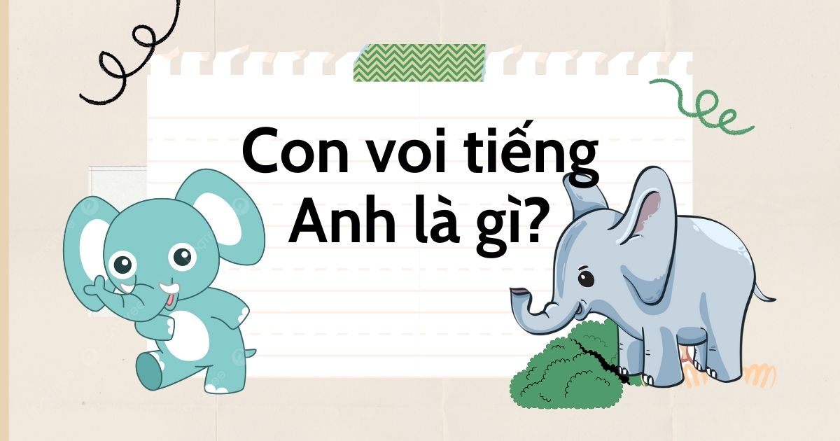 Con voi tiếng Anh là gì? Cách sử dụng từ vựng về con voi trong tiếng Anh