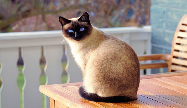 Đặc tính, giá cả và cách chăm sóc mèo Xiêm (Siamese Cat)