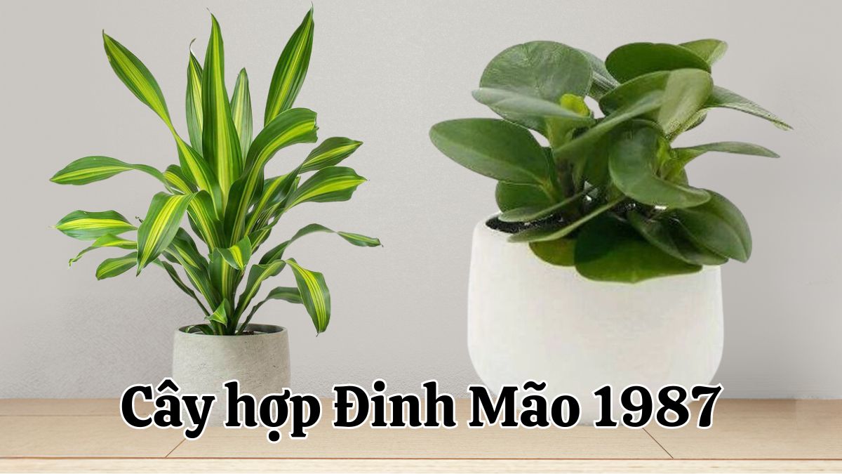 Đinh Mão 1987 hợp cây gì? Tổng hợp câu phong thủy năm 1987