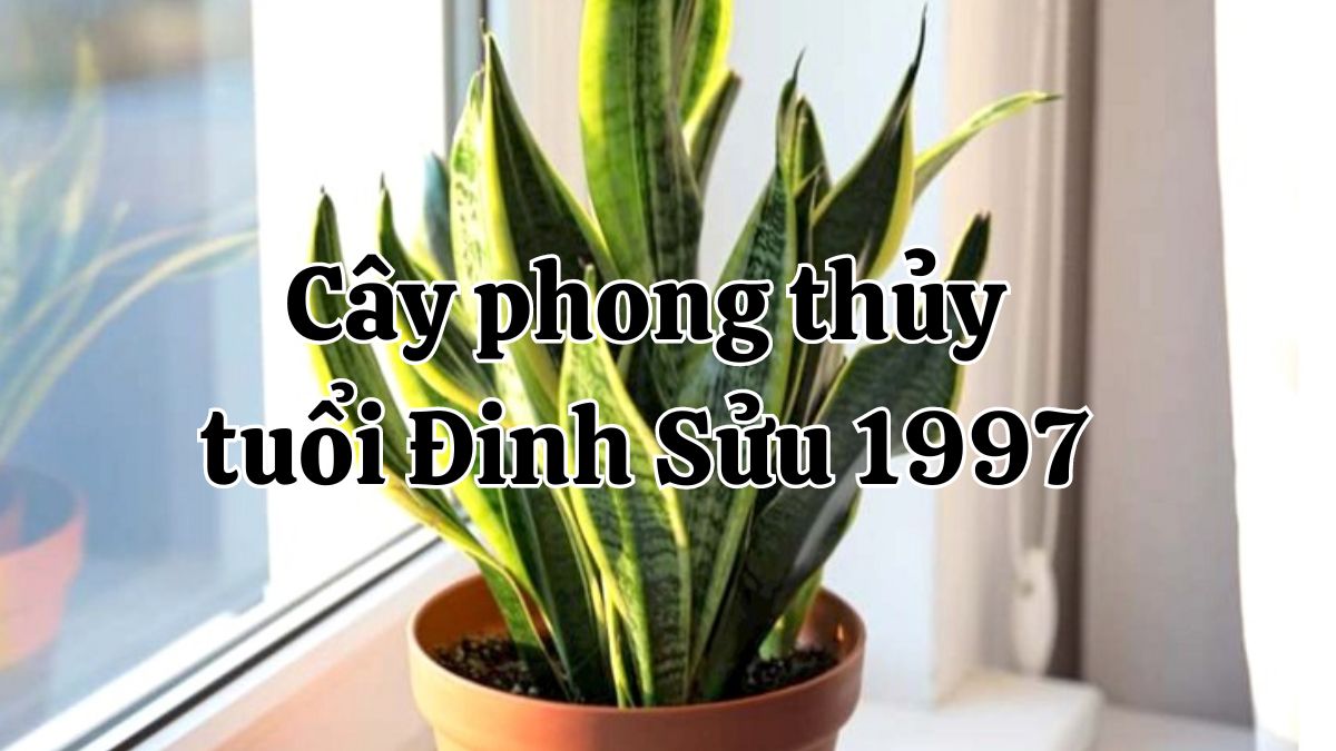 Đinh Sửu 1997 hợp cây gì nhất? Cây phong thủy 1997