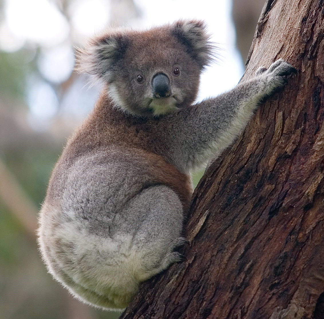 Gấu Koala