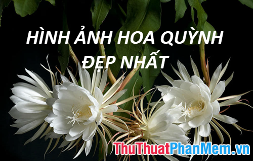 Hình ảnh tuyệt vời về hoa Quỳnh – Bộ sưu tập hình ảnh hoa Quỳnh đẹp nhất