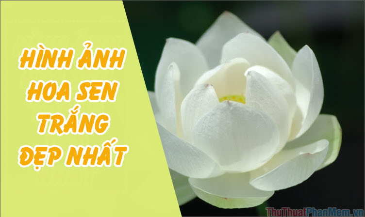 Hình ảnh tuyệt vời về hoa Sen Trắng