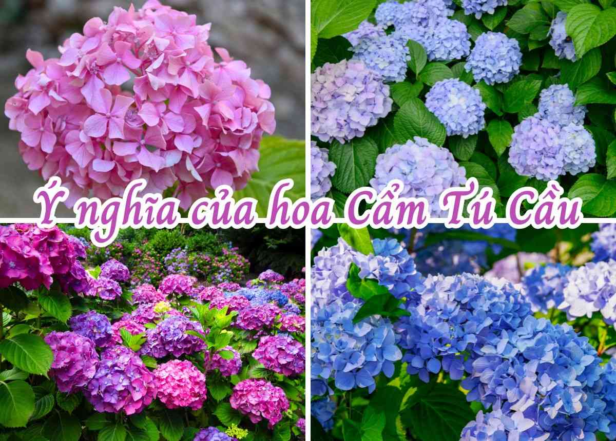 Hoa Cẩm Tú Cầu: Đặc điểm, phân loại, ý nghĩa, cách trồng và chăm sóc