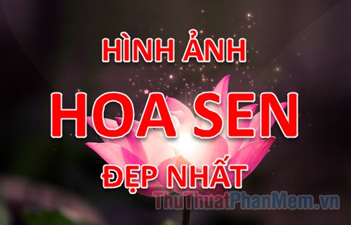 Khám phá vẻ đẹp tuyệt vời của hoa Sen – Bộ sưu tập hình ảnh hoa Sen đẹp nhất