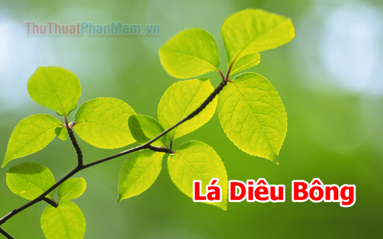 Lá Diêu Bông là một bí mật hấp dẫn? Lá Diêu Bông có phải là một điều thú vị không?