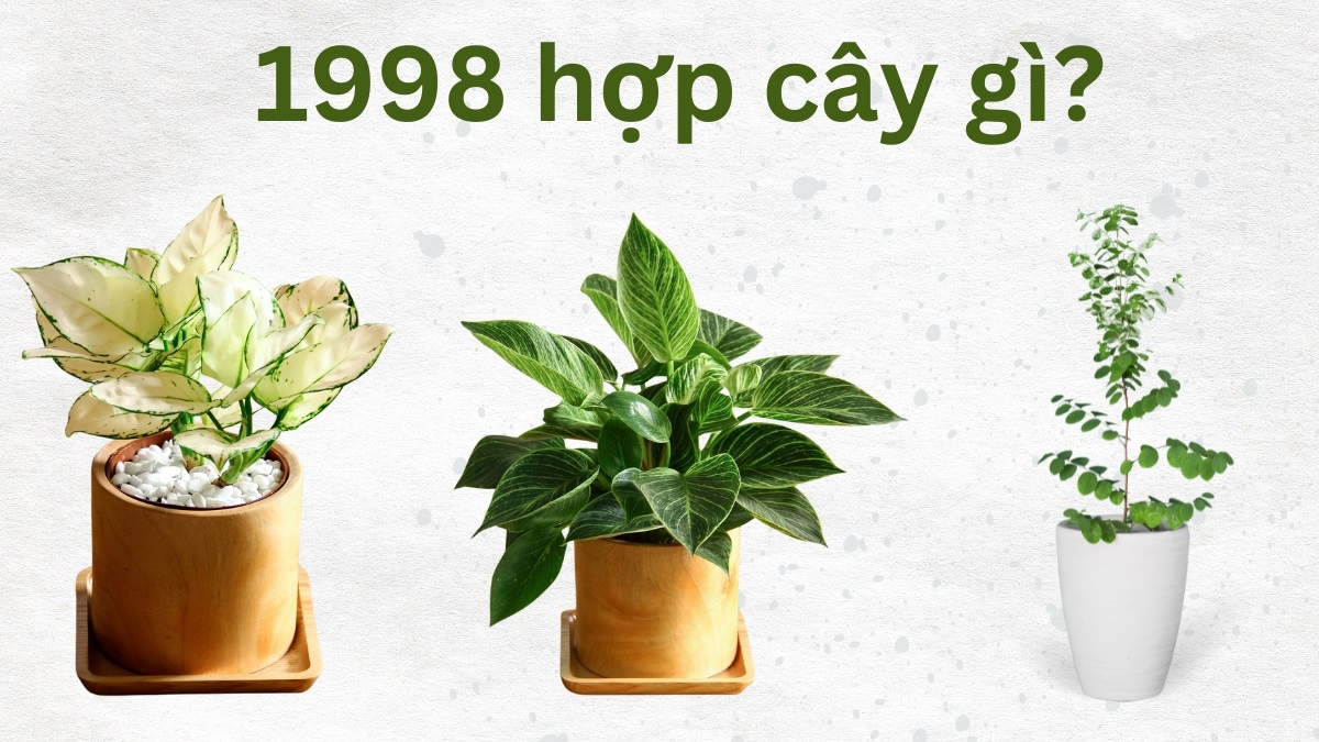 Mậu Dần 1998 hợp cây gì? Sinh năm 1998 trồng gì may mắn?