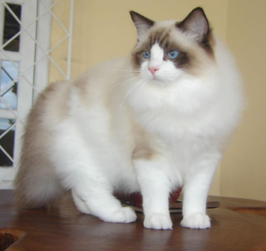 Mèo Ragdoll