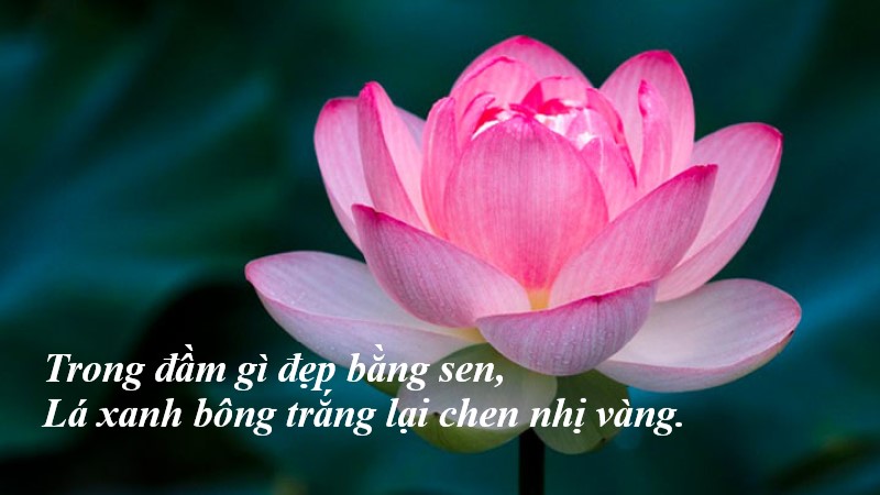 Phân tích bài ca dao “Trong đầm gì đẹp bằng sen” chi tiết