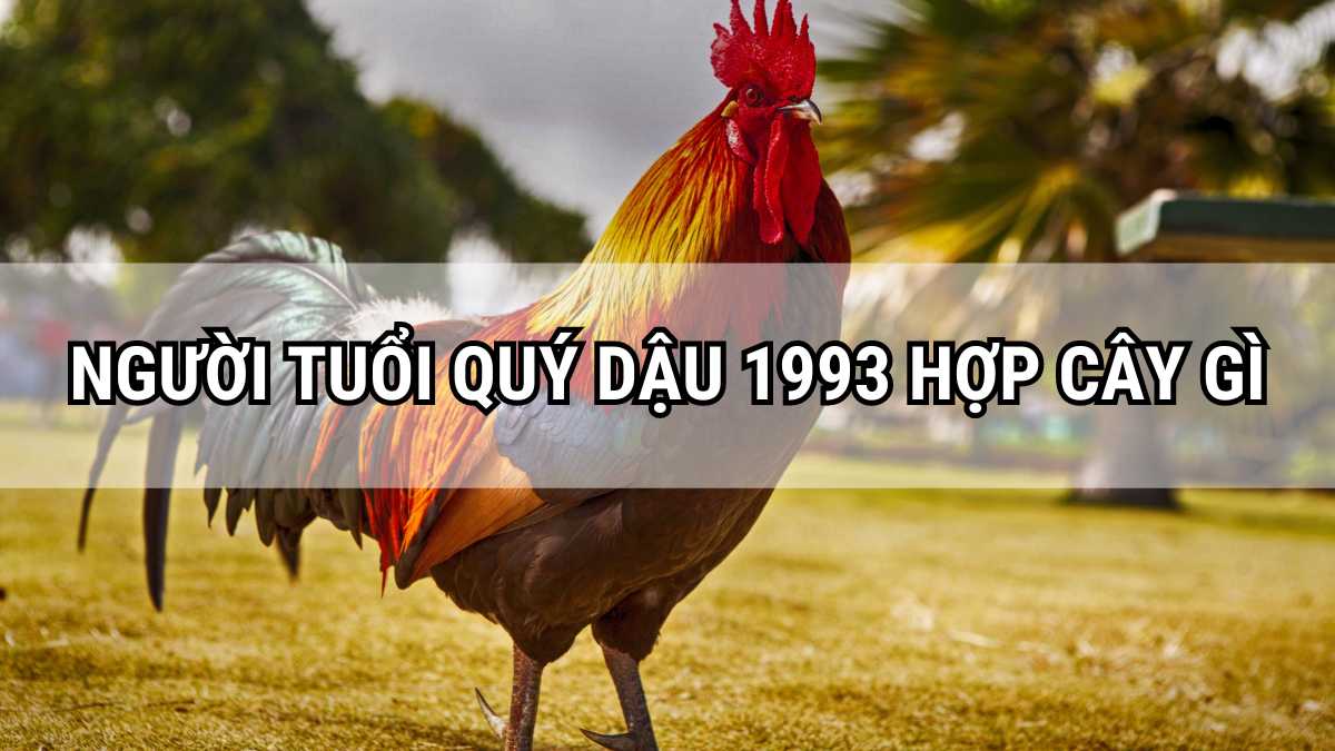 Quý Dậu sinh năm 1993 hợp phong thủy cây gì? (nam, nữ)