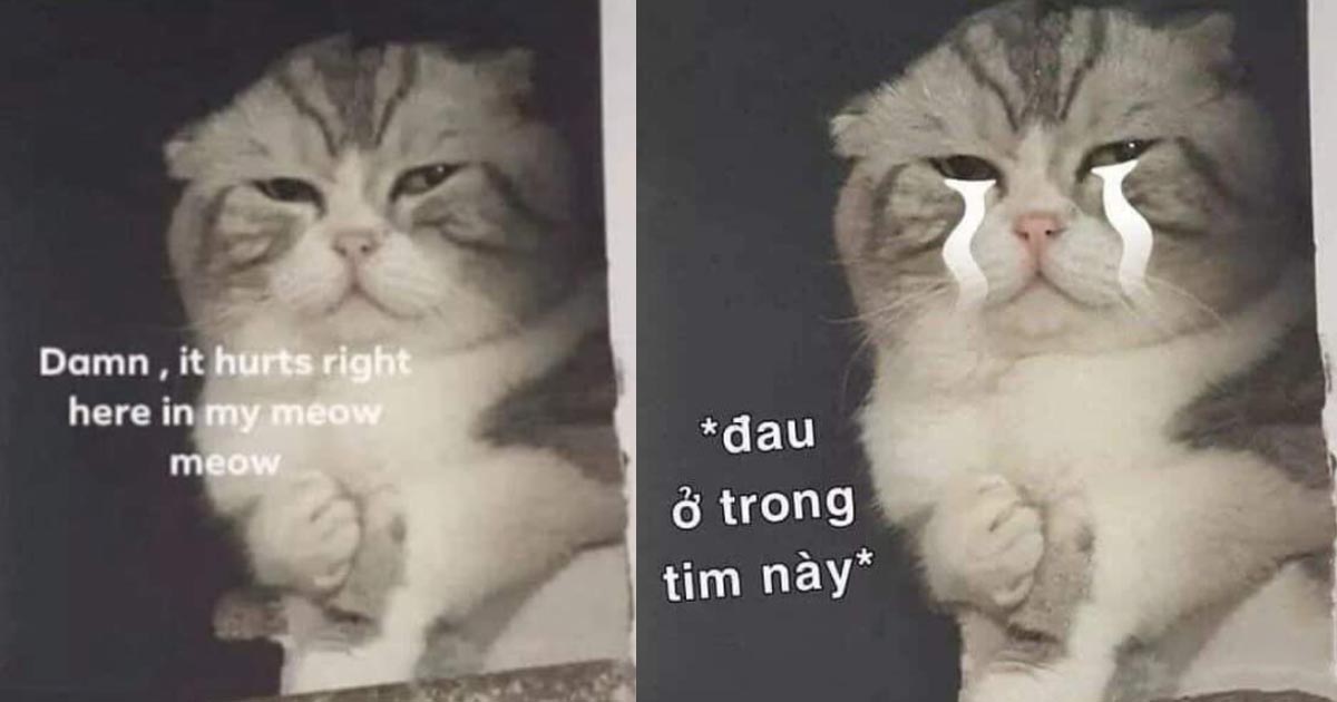 Tạm biệt chú mèo meme Đau Ở Đây Này gây sốt cộng đồng mạng