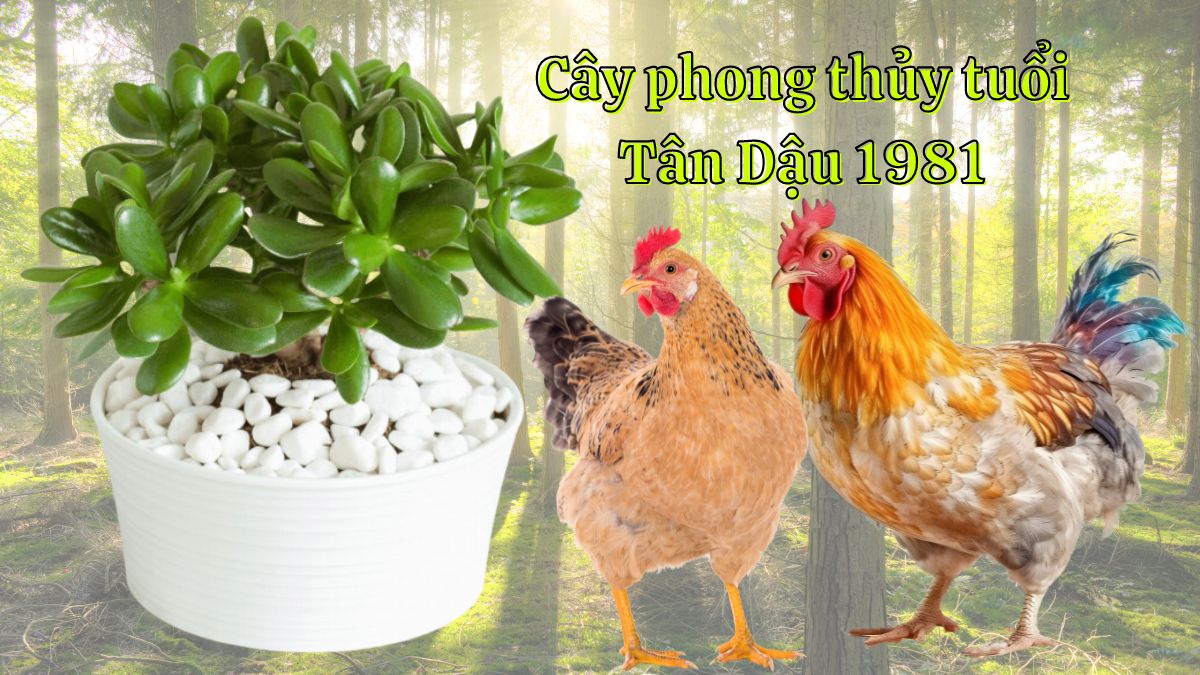 Tân Dậu 1981 hợp cây gì? Nam, nữ trồng cây nào may mắn?