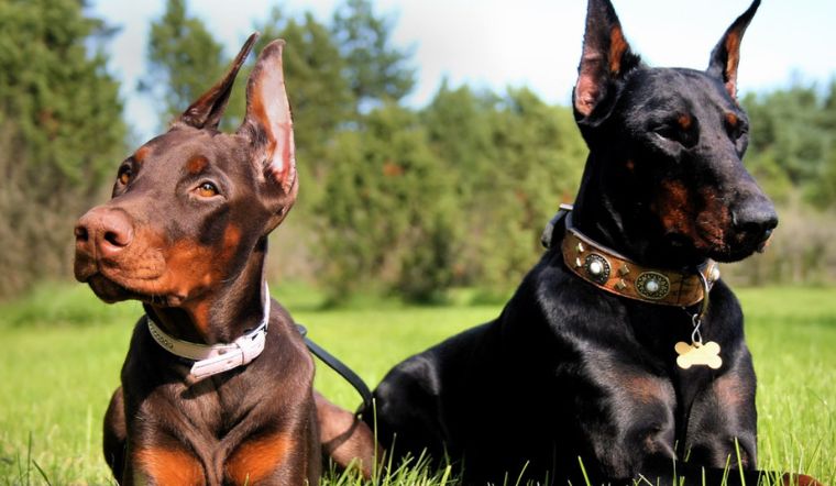 Tận hưởng toàn bộ đặc điểm độc đáo của chó Doberman, từ nguồn gốc đến cách nuôi và giá cả