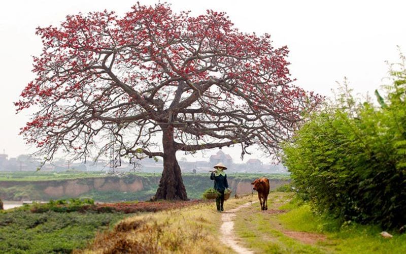 Thơ hay về thiên nhiên và con người – Thơ cảnh đẹp hữu tình, an nhiên tự tại