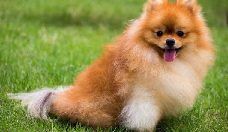 Thông tin về chó Phốc sóc (Pomeranian)