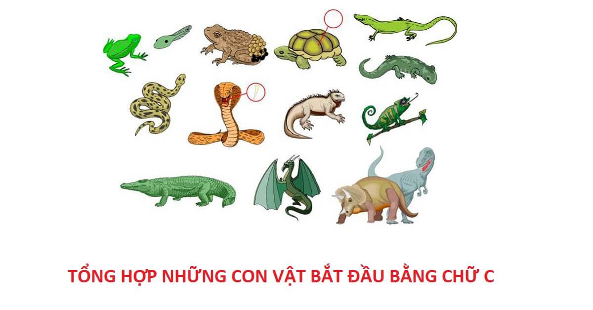 Tổng hợp những con vật có chữ c giúp bé khám phá cuộc sống thú vị