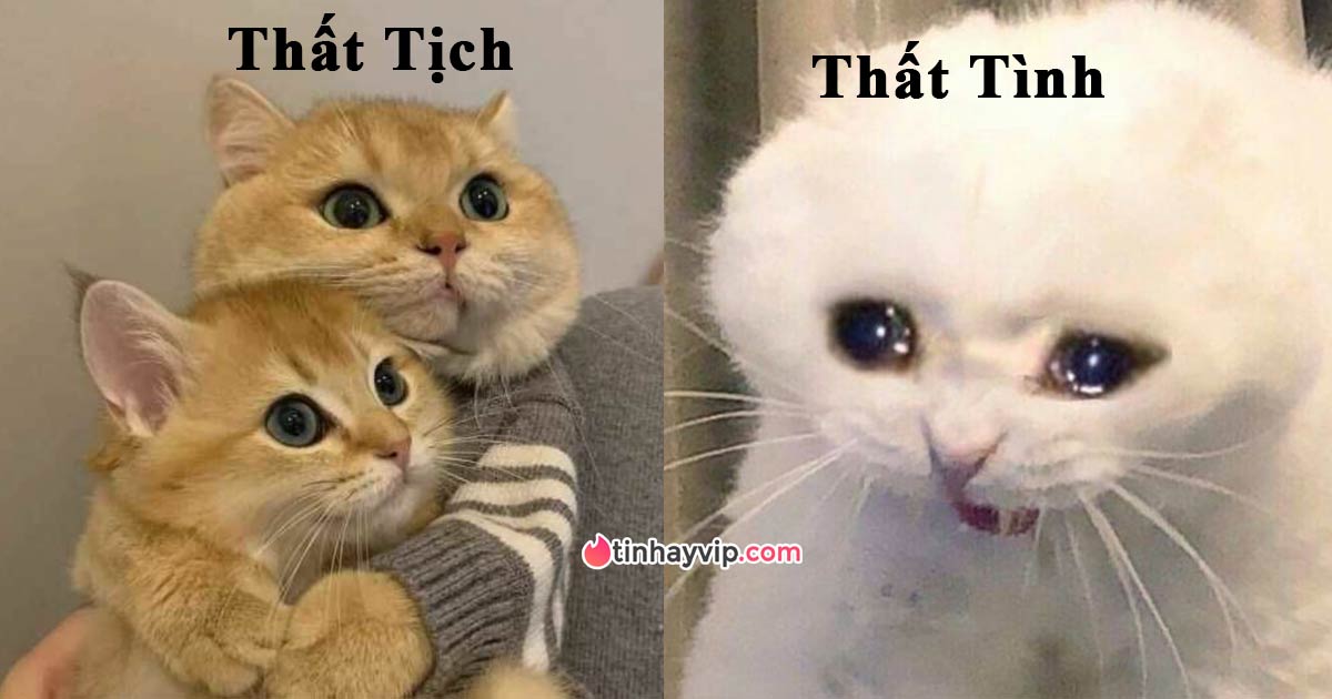 Top ảnh chế meme Thất Tịch hài hước, bá đạo, cười rớt nước mắt