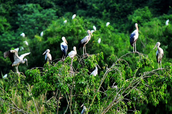 Travel Experience at Thung Nham Bird Park Ninh Binh