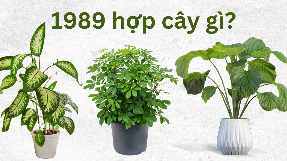 Tuổi Kỷ Tỵ 1989 hợp cây gì nhất? Cây phong thủy mệnh Mộc