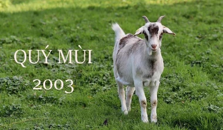 Tuổi Quý Mùi 2003 thuộc mệnh gì? Tuổi Quý Mùi hợp với tuổi nào?