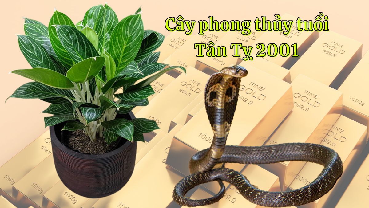 Tuổi Tân Tỵ 2001 hợp cây gì? Nam, nữ kiêng trồng cây gì?