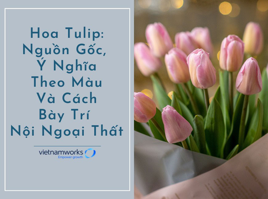 Ý nghĩa hoa Tulip theo từng màu sắc và cách trang trí nội ngoại thất